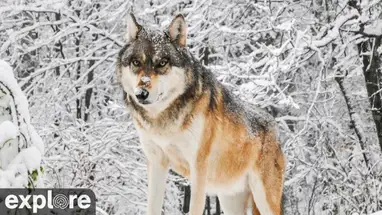 미네소타주 국제늑대센터 웹캠 라이브 스트림