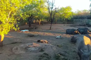 Rhino Orphanage Boma, Hoedspruit