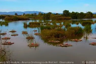 Riet-Vell-Lagune, Ebrodelta