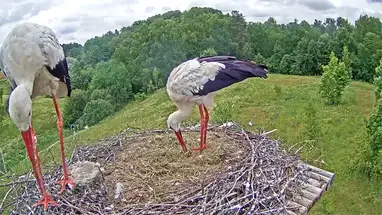 Stork nest, Riga Live Cam