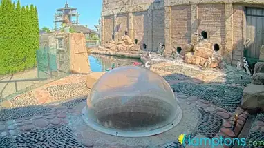 Penguins Long Island Aquarium, NY Live Cam