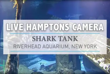 Sharks Long Island Aquarium