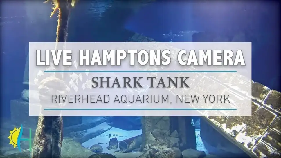 Live cam Sharks Long Island Aquarium ️ camera24