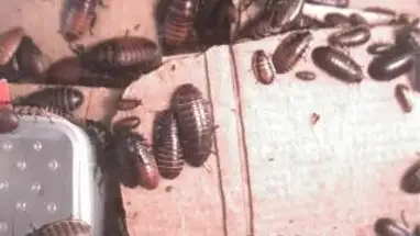 Веб-камера Университет Южной Каролины в реальном времени