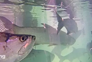 Robbie's Marina Su Altı Tarpon Görüntüsü, Islamorada