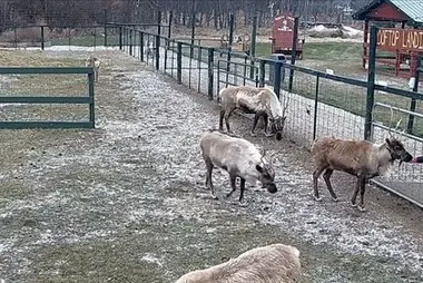 Reindeer, Michigan