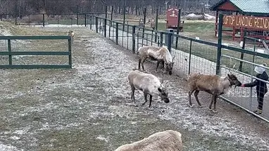 Tuần lộc, Michigan phát trực tiếp qua webcam