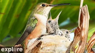 로지 벌새 둥지 웹캠 라이브 스트림