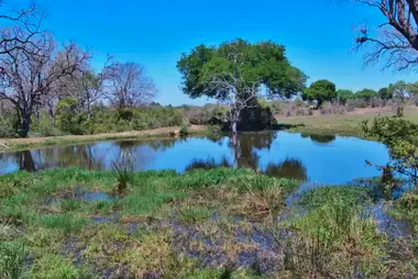 Presa Roy's, Sabi Sand
