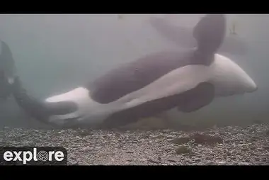 Plaża Orcas Rubing w Kolumbii Brytyjskiej