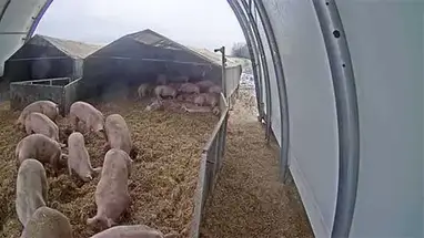 Ruhrtaler Freilandschwein webcam dal vivo