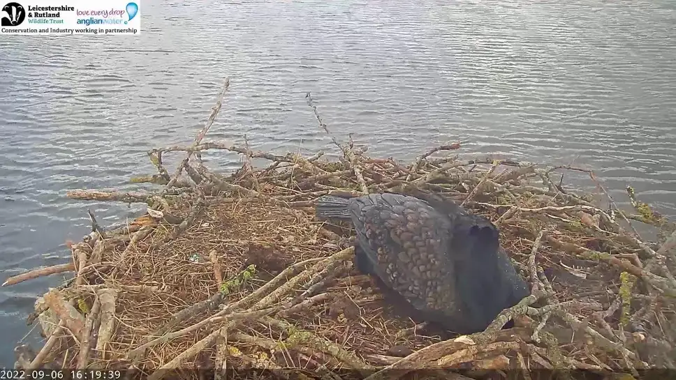 live-webcam-osprey-nest-in-rutland-county