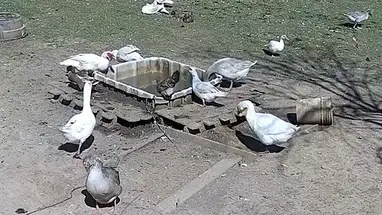 Los ansarones de Ryan Gander, Maryland cámara web en vivo