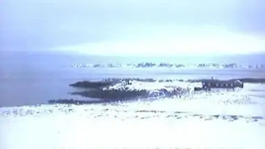 सैबी, डेनमार्क लाइव वेबकैम प्रसारण