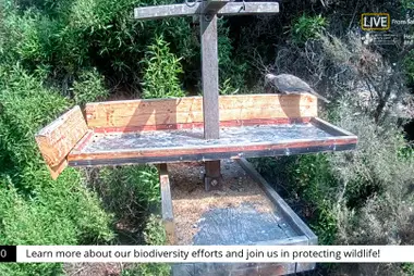 Safaa Golf Club Bird Feeder, Thuwal