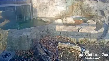 Zoológico de San Luis, Misuri cámara web en vivo