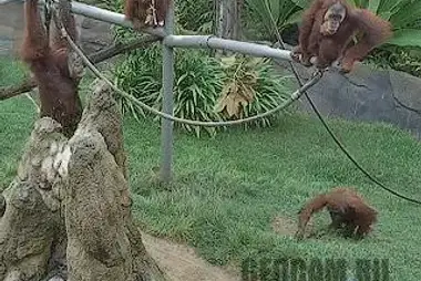 猿，圣地亚哥动物园