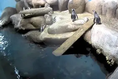 African Penguins Cam, CA