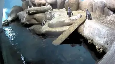 Pingüinos africanos, Acuario de la Bahía de Monterey cámara web en vivo