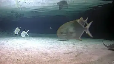 鲨鱼泻湖,加利福尼亚州,景观 2 在线网络摄像头