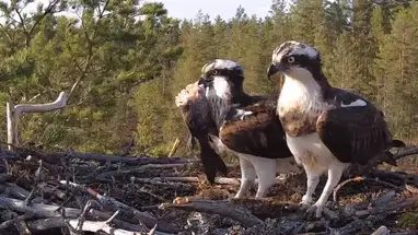 Nid de balbuzard pêcheur, Satakunta, Finlande webcam en direct