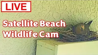 Gran Canal, Playa Satélite cámara web en vivo