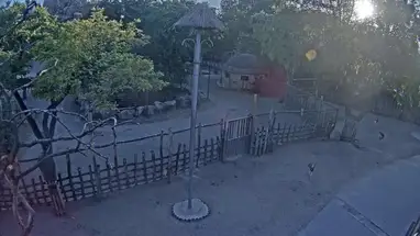 Sabana, Zoológico de Budapest cámara web en vivo