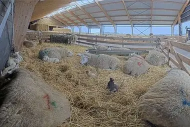 羊牧場のテクセルカメラ