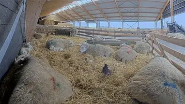 Granja de ovejas Texel Cam cámara web en vivo