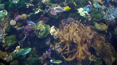 Rafa koralowa kamera na żywo