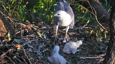 Nido dell'aquila di mare, Sydney webcam dal vivo