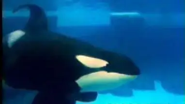 シーワールド、サンディエゴ ウェブカメラのライブストリーム