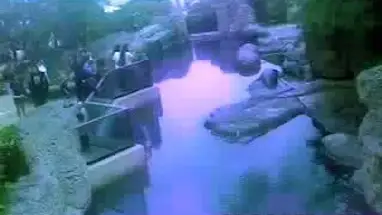 Waikiki-aquarium, Honolulu online-webcam