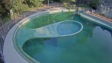 Foklar, Budapeşte Hayvanat Bahçesi canlı web kamerası