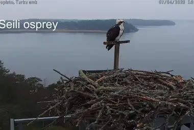 Seili osprey webcam