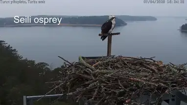 Seili visarend, Pargas online-webcam