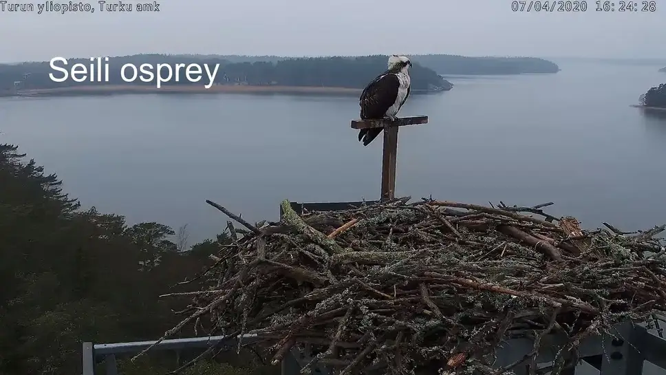 osprey live webcam