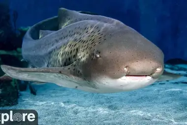 Shark Lagoon Webcam