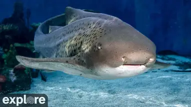 Lagoa dos Tubarões, Aquário do Pacífico webcam ao vivo