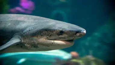 Köpekbalığı, Monterey Körfezi Akvaryumu canlı web kamerası