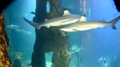 हौस डेस मीरेस, शार्क टैंक2 लाइव वेबकैम प्रसारण