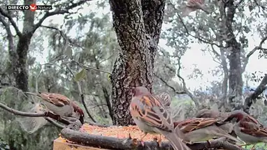 Karmnik dla ptaków, Sierra Madryt kamera na żywo