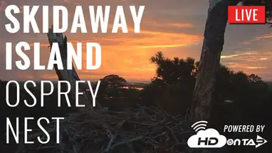 Nido de águila pescadora en la isla Skidaway, Savannah cámara web en vivo