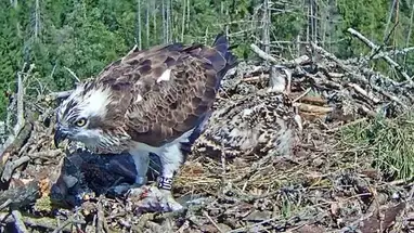 Gniazdo rybołów nr 2 w Estonii kamera na żywo