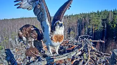 Nido de águila pescadora, Estonia cámara web en vivo