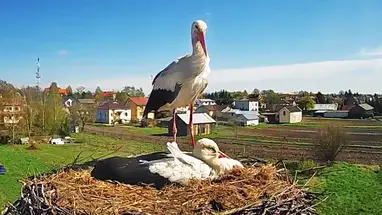 Nido de cigüeña, Stary Slavatsineke cámara web en vivo