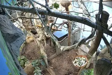 Bao vây con lười, Sở thú Riga