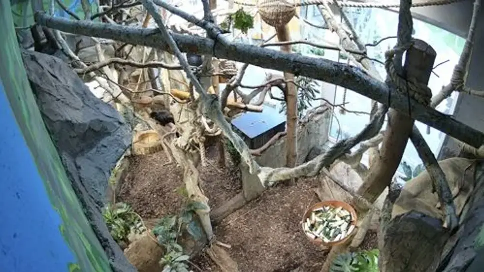 Live Webcam Sloth Enclosure, Riga Zoo