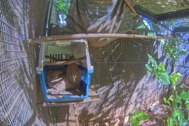 Recinto del bradipo, zoo di Honolulu
