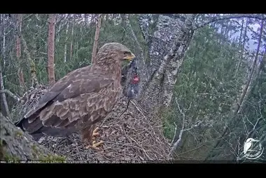 Webcam at the nest of the Lesser Spotted Eagle, Zemgale, Latvia